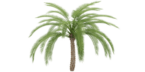 palm tree isolated on white background for make mockup