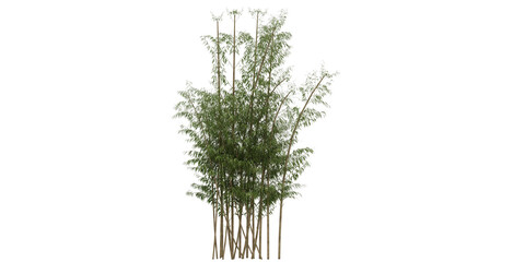 bamboo tree isolated on empty white background for make mockup premium png