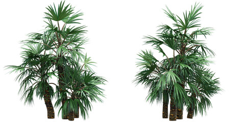 palm tree isolated on white empty background for make mockup premium png