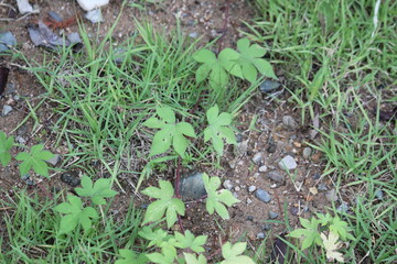 Image of blooming ginseng vines on the Daecheongcheon Stream trail