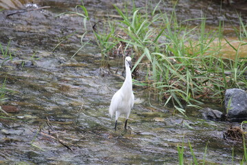 Image of a white heron searching for food on the Daecheongcheon Trail
