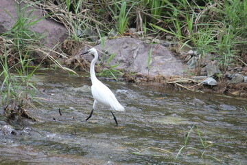 Image of a white heron searching for food on the Daecheongcheon Trail