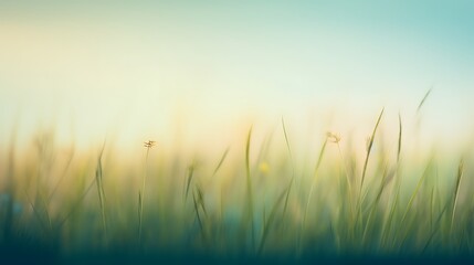 Fototapeta premium Serene Sunset Meadow Grass Blades