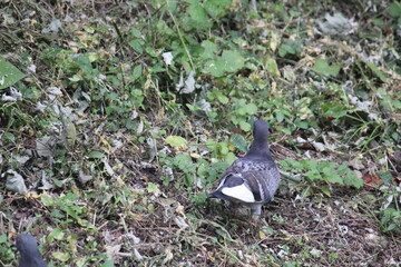 Image of pigeons searching for food on the Daecheongcheon trail
