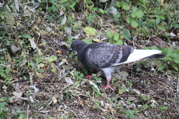Image of pigeons searching for food on the Daecheongcheon trail
