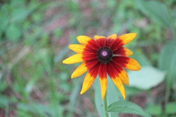 Image of the original chrysanthemum blooming on the Daecheongcheon trail