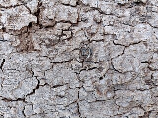texture of the bark wood background 