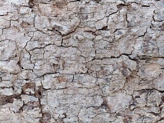 Naklejka premium bark of a tree background 