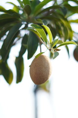 A sapodilla fruit still hanging on a tree with leaves as the background