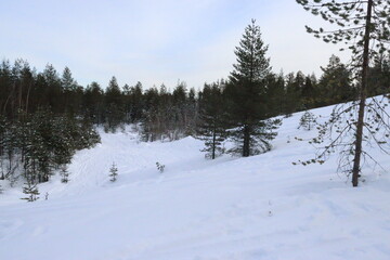 Snowy Winter Forest Path with Tall Pine Trees in a Frosty Landscape Hill