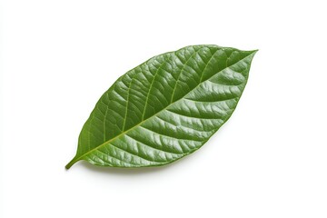Obraz premium Close-up of green leaf with detailed veins on white background