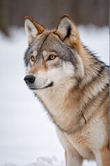 Obraz premium A wolf stands in the snow, its gaze directed to the left, with a blurred background of trees.