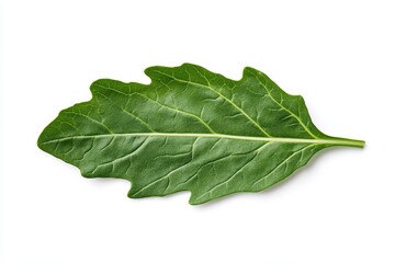 Fresh green leaf with detailed veins on white background