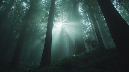 Obraz premium Sunbeams Filtering Through Redwood Trees in a Foggy Forest