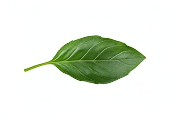 Fresh single basil leaf on white background
