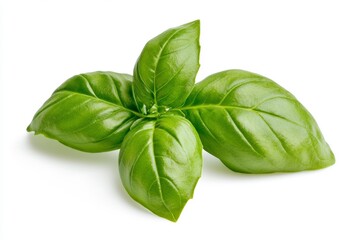 Fototapeta premium Fresh green basil leaf isolated on white background