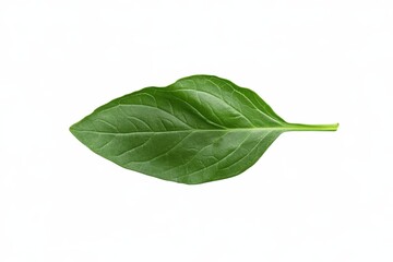 Fresh green spinach leaf isolated on white background