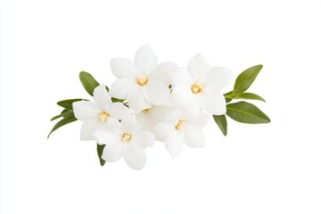 White gardenia flowers with green leaves on a white background