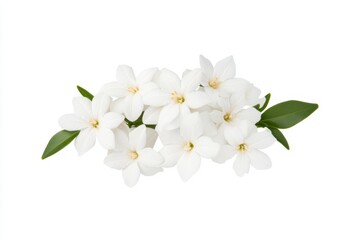Fototapeta premium Elegant cluster of white flowers with green leaves on white background