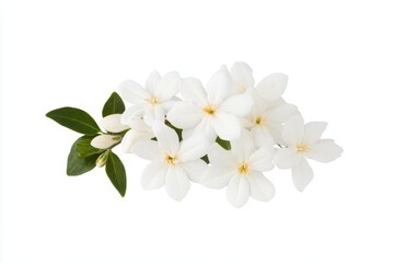 Fototapeta premium Cluster of white jasmine blossoms with green leaves