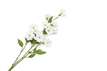 White jasmine flowers on white background