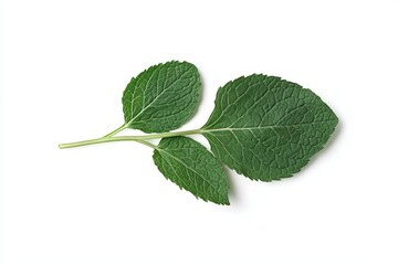 Fototapeta premium Fresh green mint leaves on white background