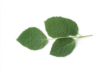 Fototapeta premium Three green oregano leaves on white background