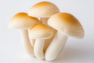 Cluster of fresh edible mushrooms with brown caps on white background