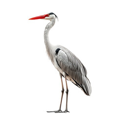 Obraz premium Beautiful Ibis birds Isolated On Transparent Background