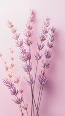 Naklejka premium Soft Minimalistic Lavender Floral Arrangement on a Pastel Background for Elegant Home Decor and Design Projects, Ideal for Relaxing Spaces and Calming Aesthetics