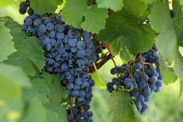 Ripe juicy grapes growing in vineyard outdoors, closeup