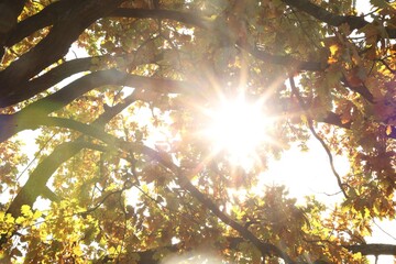 Sun shining through tree branches with colorful leaves outdoors, low angle view