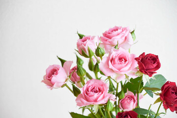 ピンクと赤のスプレーばら