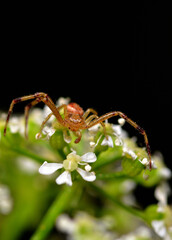 small desert spider, argentine Patagonia