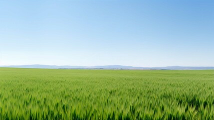 Obraz premium Vibrant Summer Landscape of Green Fields and Blue Sky in Rural Countryside