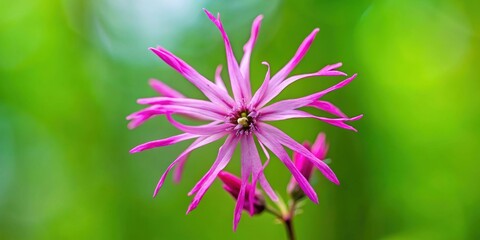Fototapeta premium Close up of a vibrant Ragged Robin wildflower in a loop, wildflower, Ragged Robin, vibrant, close up, loop, nature, plant, flora