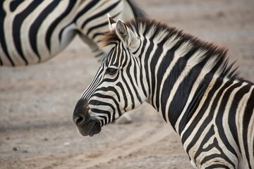 Zebra patterned background with subtle shading, wild animal hide, tree bark appearance, striped fabric, seamless background