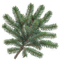 Juniper Branches PNG cutout isolated on white and transparent background.