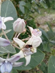 pink magnolia flower