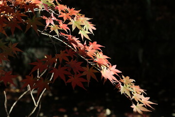 鎌倉の紅葉、鶴が丘八幡宮にて。