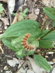 caterpillar on a plant