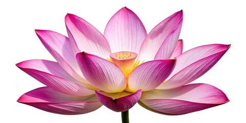 Naklejka premium Isolated Lotus Flower Top View - Panoramic Photography of a Single Lotus Blossom on White Background for Nature and Floral Illustrations