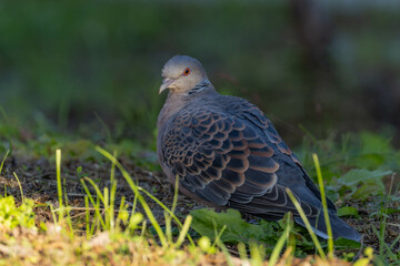 日向を嫌うキジバト