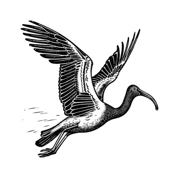 recommend clip art: ibis bird fly engraving black and white outline