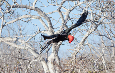 Closeup of a magnificent frigate bird in Galapagos