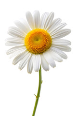 Fototapeta premium daisy isolated on white background