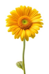 Naklejka premium yellow gerber daisy