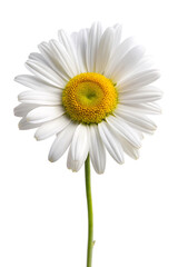 daisy isolated on white background