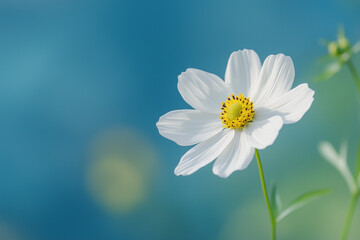 White beautiful grass flower in clear sky