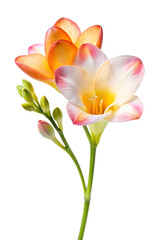 Fototapeta premium yellow rose isolated on white